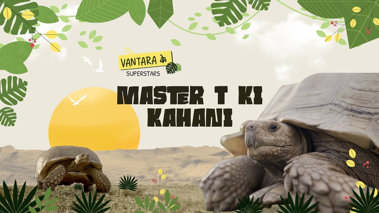 Master T The Sulcata Tortoise | Vantara ke Superstars