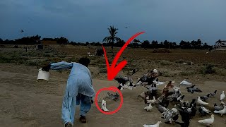 Kabootar Khokha Bazi 2020||Pigeon Flying Competition In Rural Punjab Pakistan|How To Trap Pigeon?