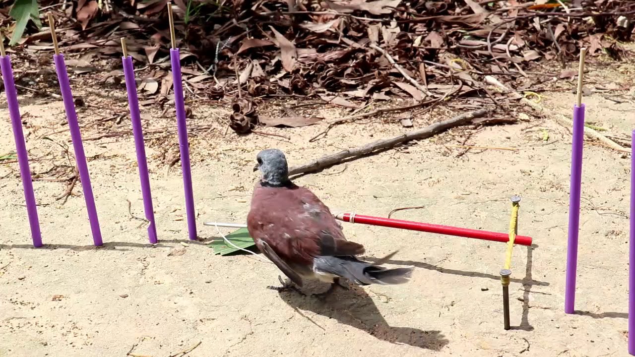 How To Build A Simple Bird Trap