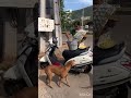 Cuties❤️❤️#shorts #youtubeshorts #dogs #dog #viral