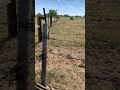 #animals #cows #calf #nature