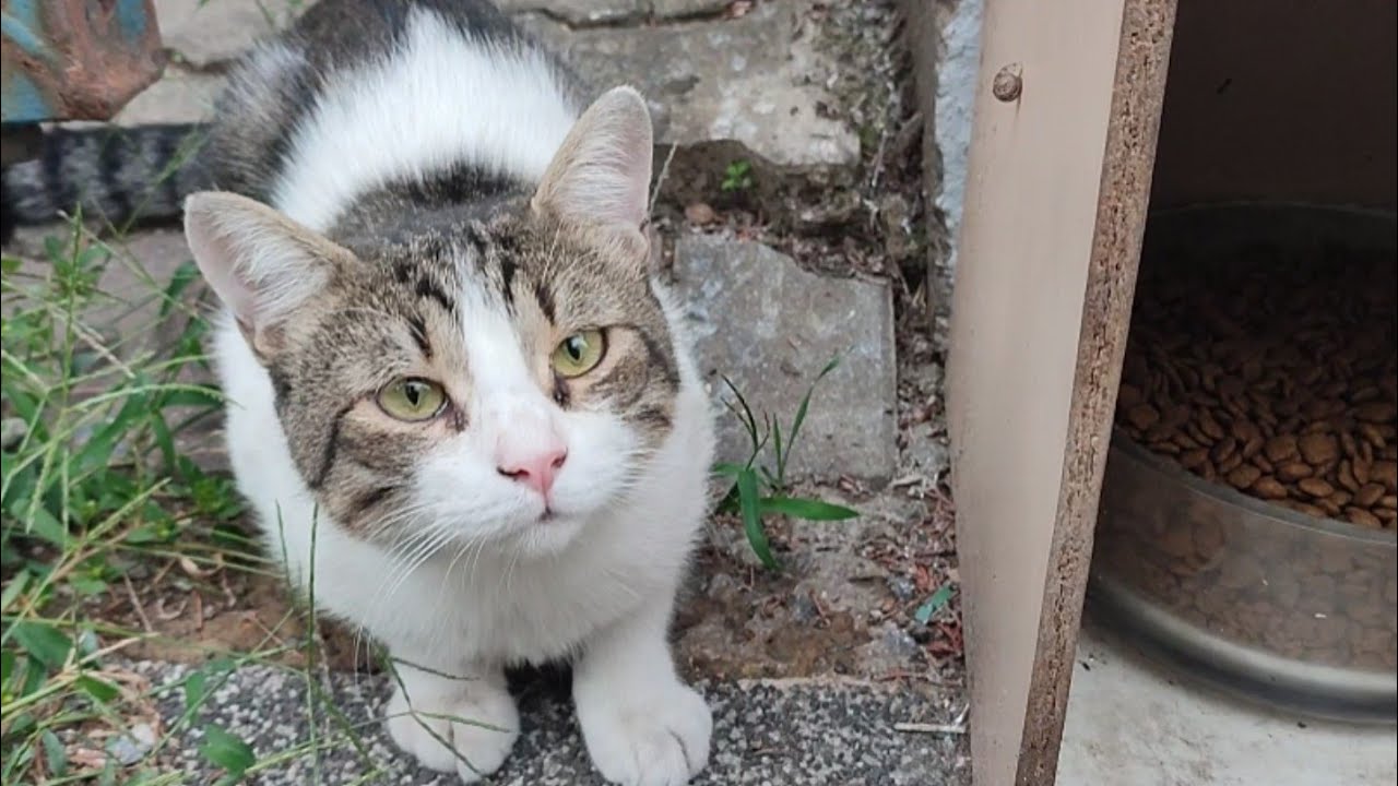 meal-time-for-cats-youtube