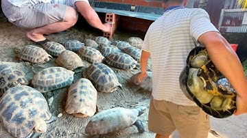 Độc lạ: trại nuôi Rùa như thú cưng , Làm giàu nhờ nuôi Càng Đước lớn nhất tỉnh An Giang