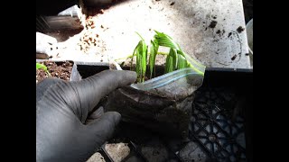 When to remove  germinated Palm  seedlings from the Baggy method