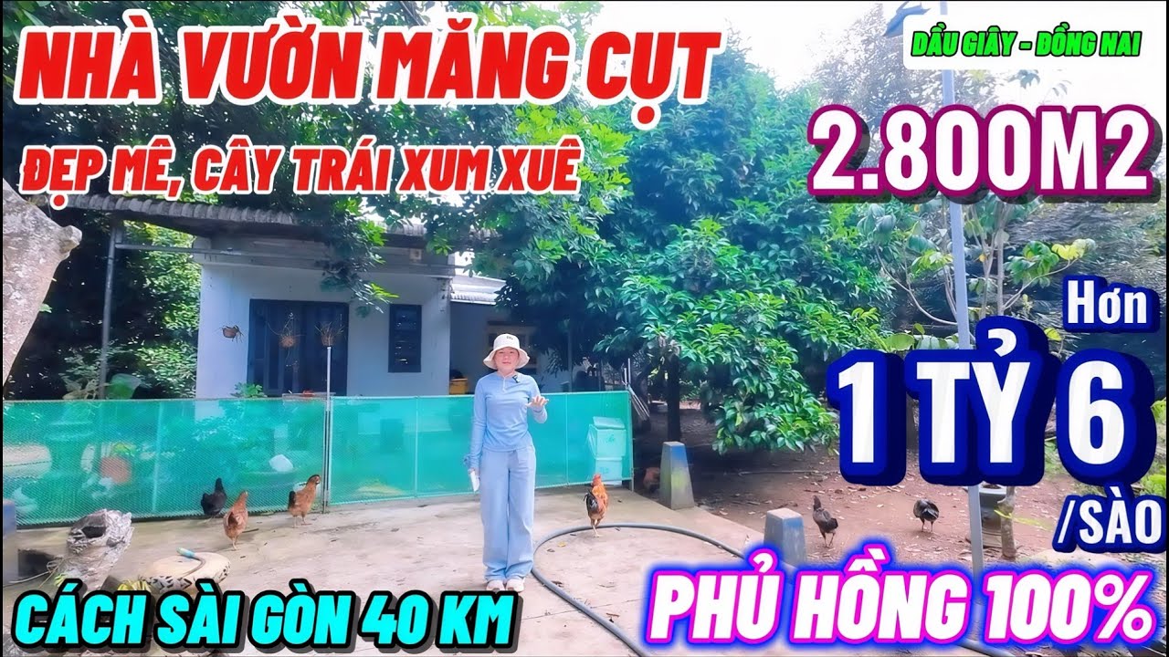 Nhà đất đồng nai,Nhà vườn măng cụt đẹp mê mẩn luôn ngay trung tâm chỉ hơn 1tỷ6/ sào phủ hồng 100%