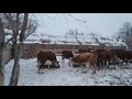 Как наши коровы едят дробленку