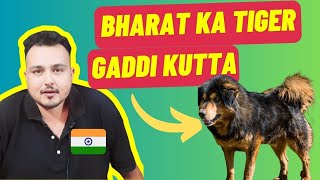 Gaddi Kutta History and Origin In Hindi | Types Of Gaddi Kutta | Indian Dogs Breeds in Hindi