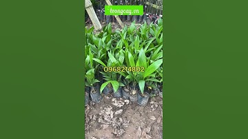 Cây giống cau lùn tứ quý - Cây cao 30cm- 1m2 nhà vườn em ship cây đi toàn quốc