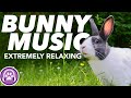 Music for rabbits  extreme relaxation  soothing melodies 8hours