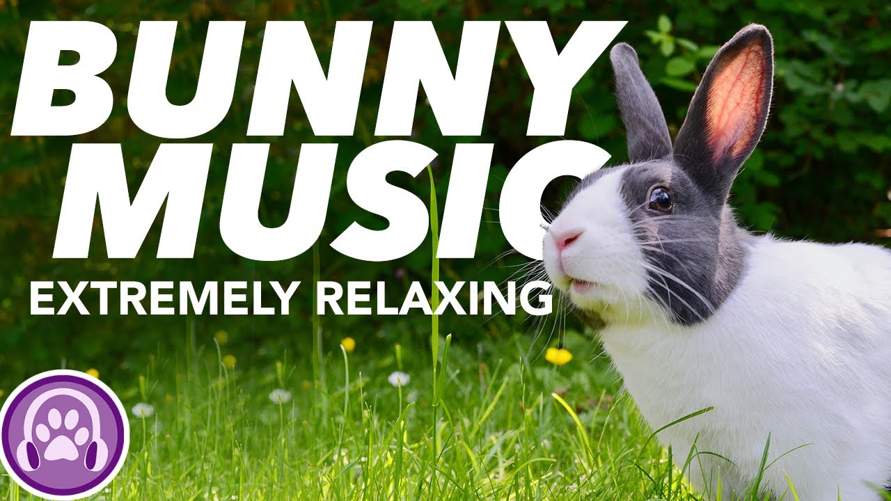 Music for Rabbits - EXTREME RELAXATION - Soothing Melodies (8Hours ...