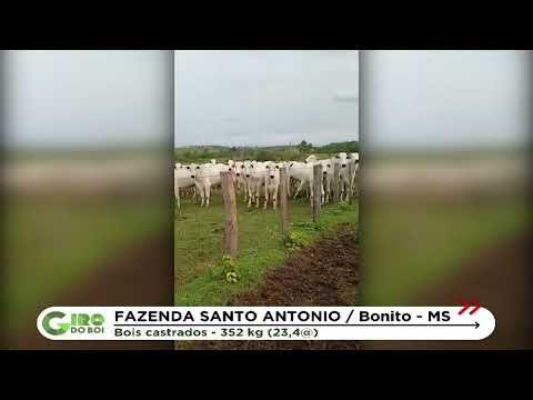 É DE BONITO (MS) LOTE DE 