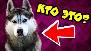 КТО ТАКОЙ ХАСКИ БАНДИТ? (Хаски Бублик) Говорящая собака