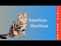 Kucing American Shorthair の動画、YouTube動画。