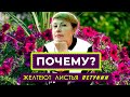 Почему ЖЕЛТЕЮТ листья у петунии?