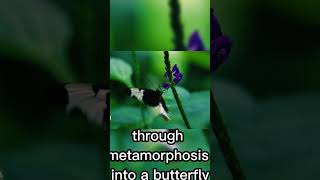 The Fascinating Facts About the Mystery of Butterflies in God's Creation