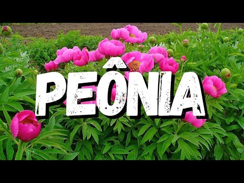 Vídeo: Uma flor que parece uma peônia. Quais são os nomes das flores que se parecem com peônias