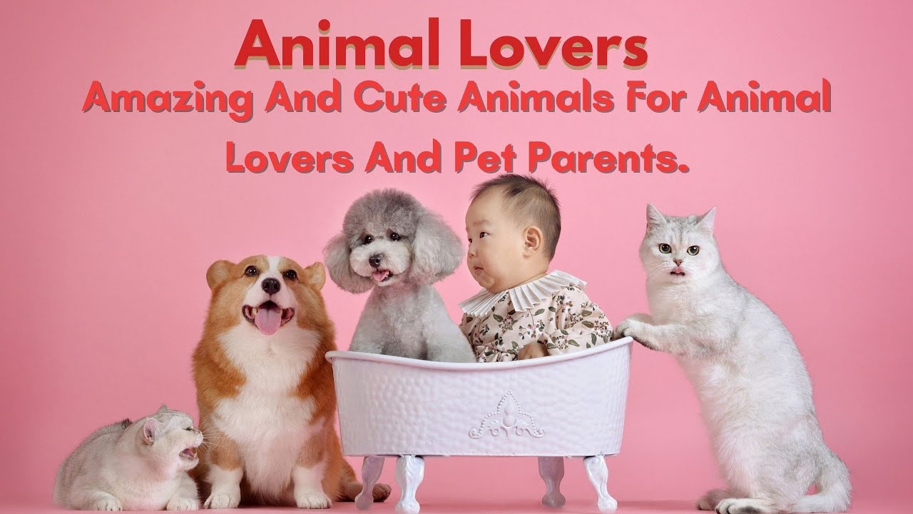  The Best Animals of All Time Amazing Pets Cute Dogs Funny