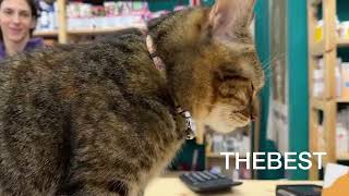 Τι λέει η ιδιοκτήτρια του petshop έξω από το οποίο πέταξαν φόλα