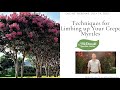 Techniques For Limbing Up Your Crepe Myrtles Techniques For Limbing Up Your Crepe Myrtles