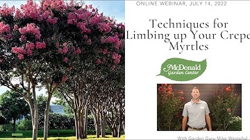 Techniques for Limbing Up Your Crepe Myrtles