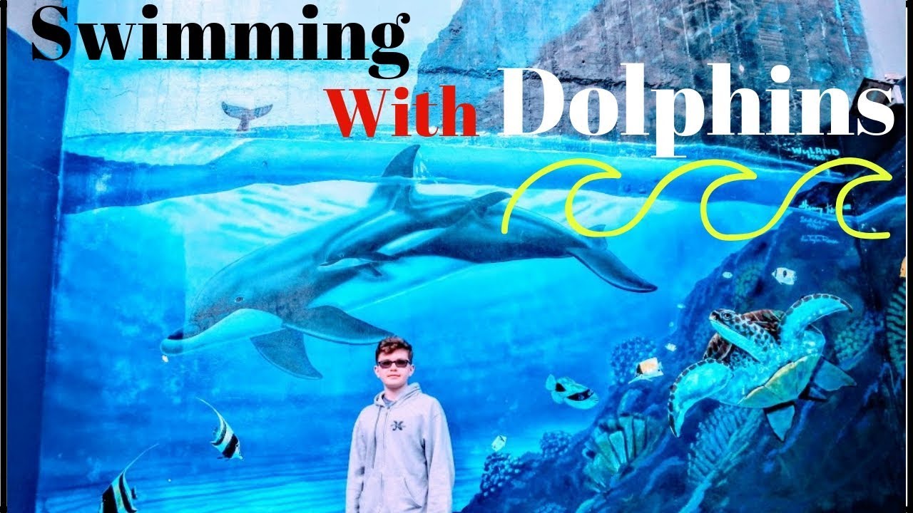 Swimming With Dolphins At Sea Life Park on Oahu, Hawaii