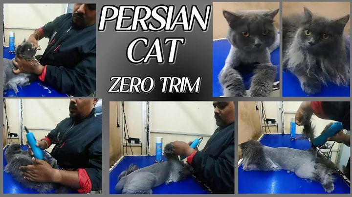 Video 11754551: persian cat grooming, persian cat pets, persian cat bathing, persiancat dog cat