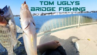 Tom uglys bridge Fishing with whiting, bream and tailor - catch and released