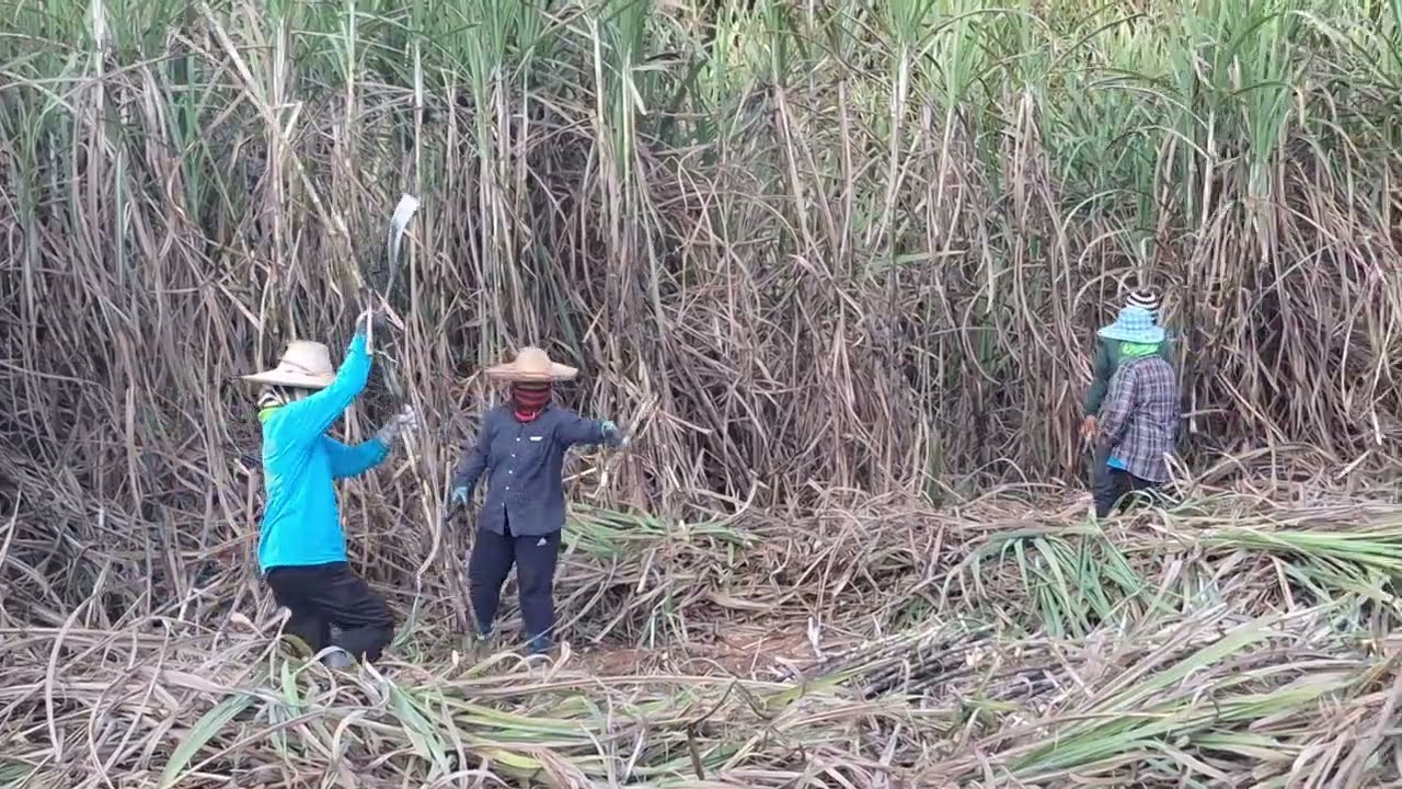 ตัดอ้อยสดทีมงานไส้ตันบ้านดงเย็นทีมงานคุณภาพตัดอ้อยวันละสองรถสิบล้อ