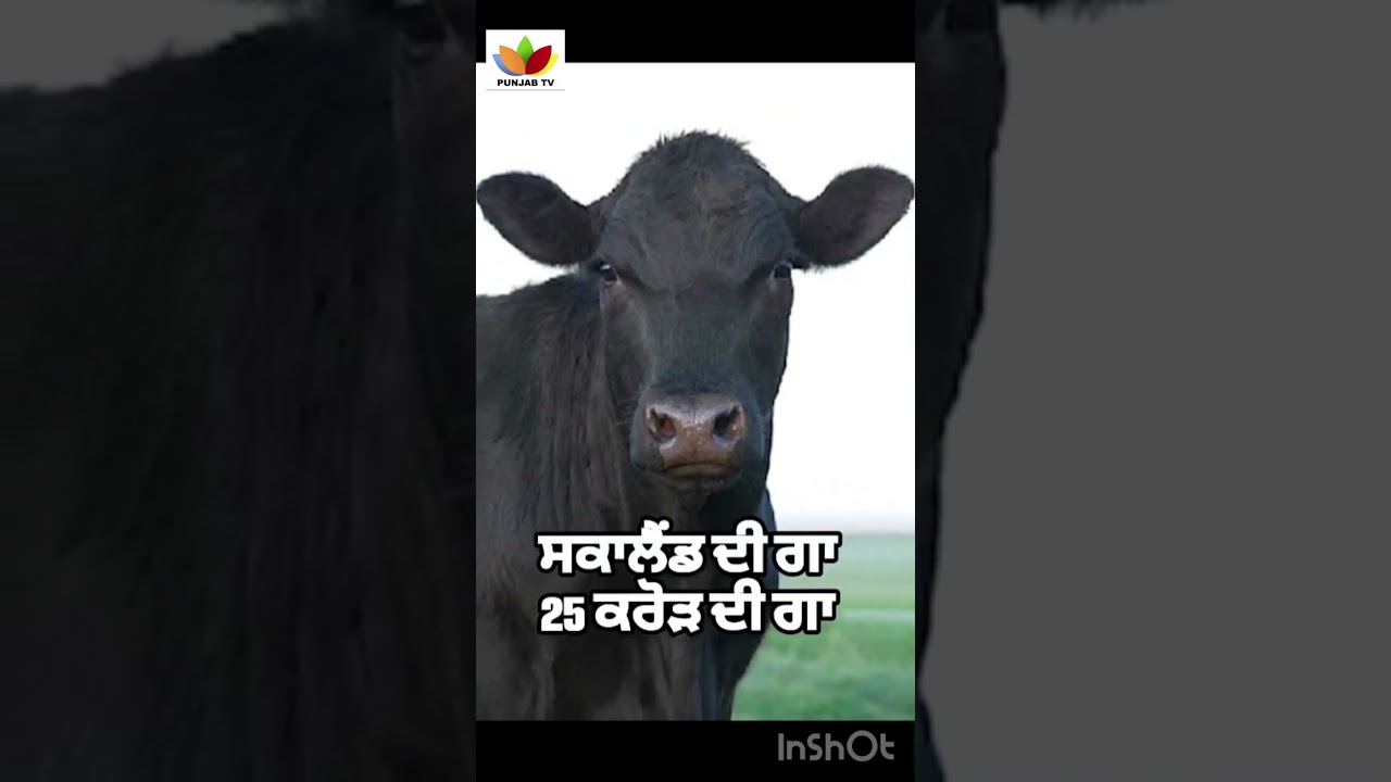 #cow