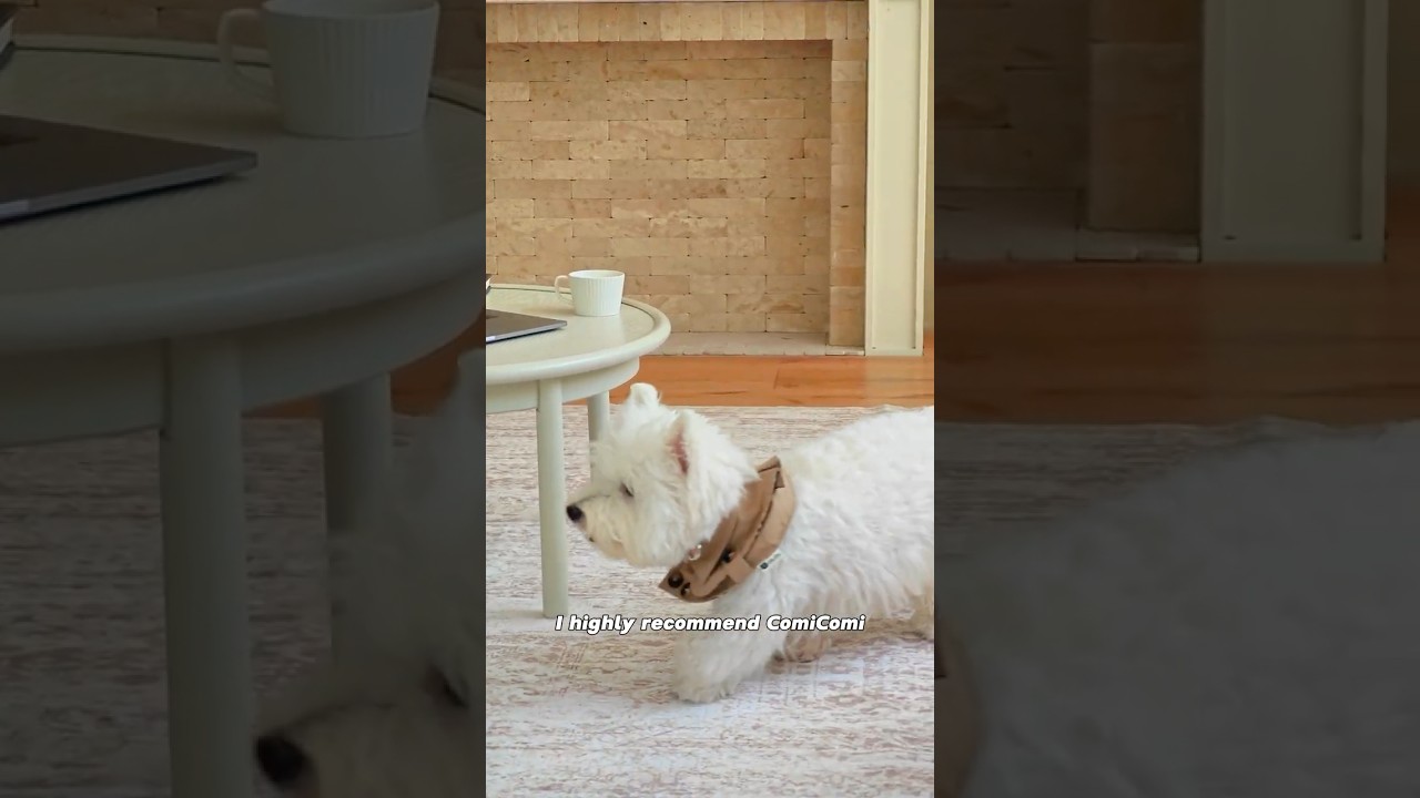 This Washable Rug Handles Every Mess 💦 | Pet-Friendly & Non-Slip