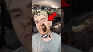 Cockroach Under The Microscope