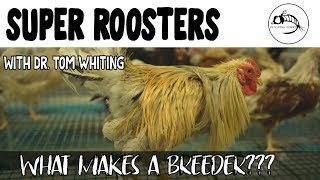 What does it take to be a Whiting Breeder Rooster?