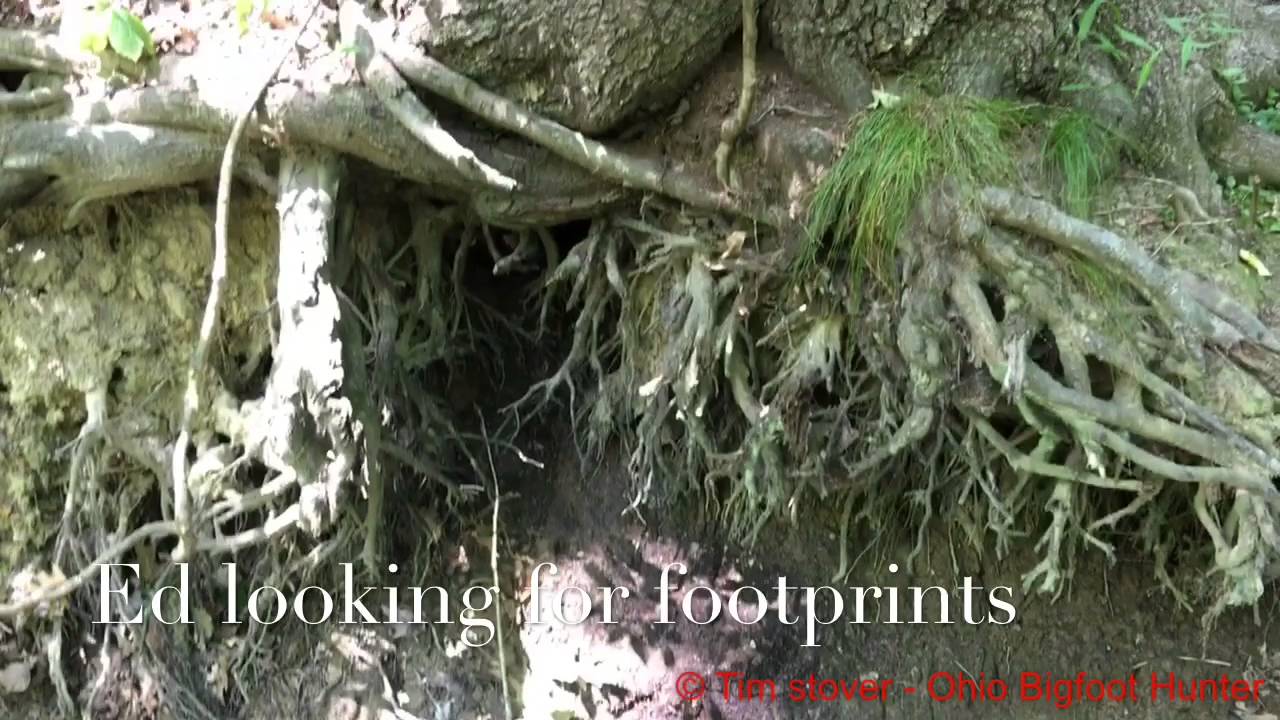 Ohio Bigfoot Hunter @ High Humidity Research