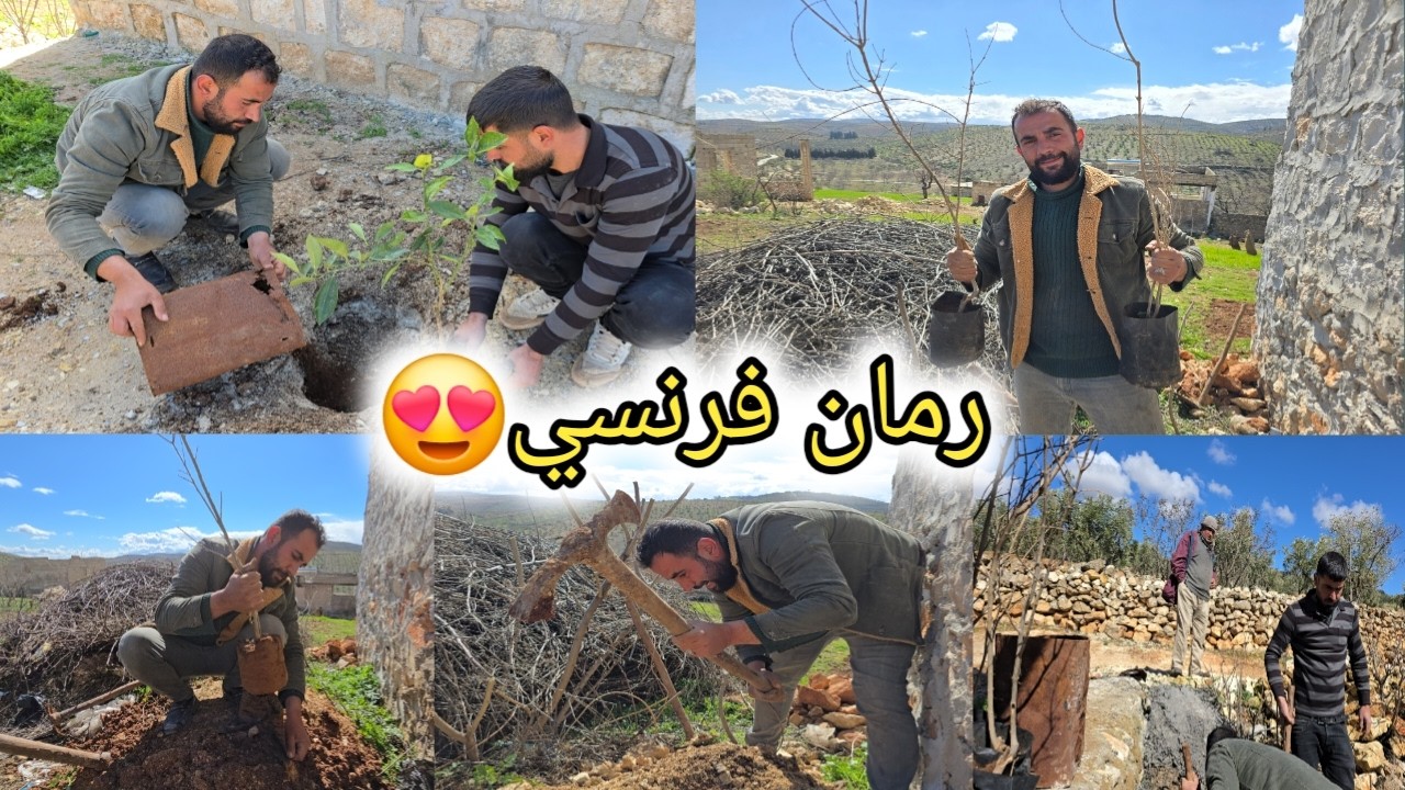 محو زرع رمان فرنسي بمساعدة خالو | عنجد أحسن أنواع الرمان 😍 تابعوا للأخير