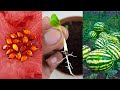 Growing watermelon plant from watermelon seeds at home is easy // you know this method ???
