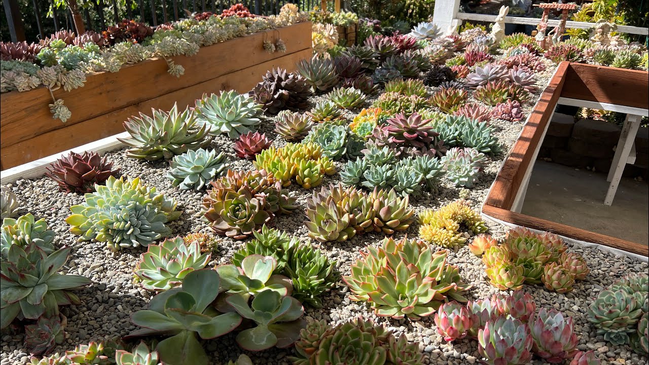 Succulentgarden 