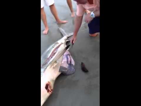 This is crazy!! Man Helps Dead Shark Give Birth To 3 Babies..