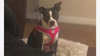 Adopt Me: Trixie Lou ♥#bostonterrier #adoptdontshop