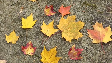Making Maple Syrup, Preparation: Part 1