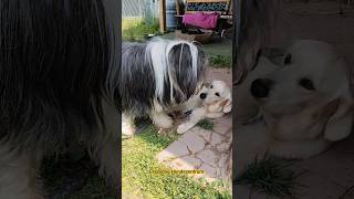 #hundeschule #hundeverhalten #dogshorts #dogtrainer #dogs #hundeleben #hundetagesstätte #ruhefinden