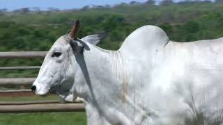 LOTE 64   FSAT 1481