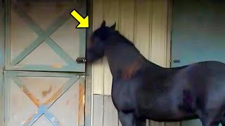 Nobody Believes What This Horse Does At Night, Until A Camera Captures THIS! by UNITY 3,709 views 4 weeks ago 15 minutes