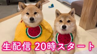 NO61 冬でも元気❤️柴犬ちゃんᒼᑋªⁿ❤︎* mqdefault.jpg
