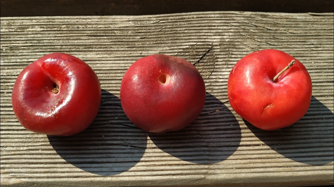 Pluot - flat Plum/Plum/Apricot hybrid (Prunus (salicina x armeniaca) x cerasifera)