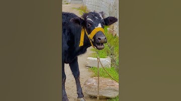 Cow | Moo | Sound 🐮#cow #cowmooing #nature #shorts