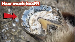 HOW MUCH HOOF ?!!! SATISFYING!