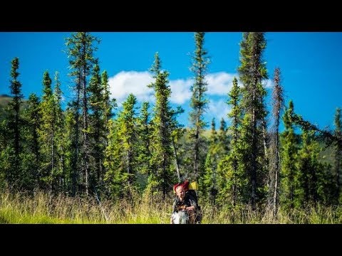 Video: Was man im Denali-Nationalpark sehen und unternehmen kann