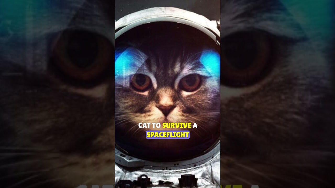 First Cat in Space: Félicette, the Forgotten Space Hero