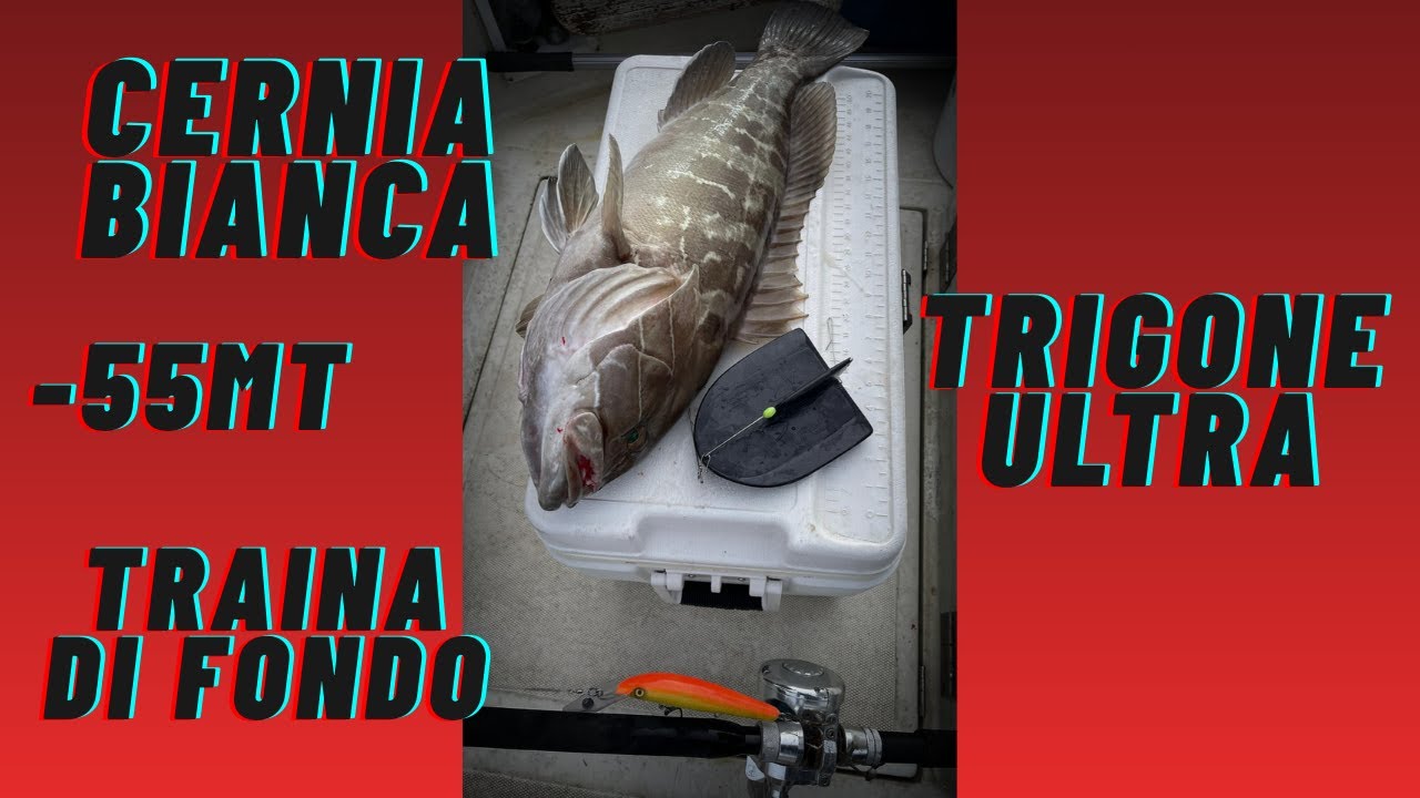 Cernia bianca con l'affondatore Trigone Ultra
