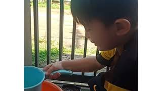 Cio Menanam Kacang Hijau Dunianya Cio